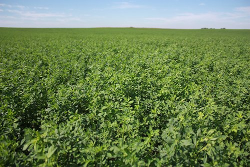 Property photo 120 - LAND AUCTION, 3255+/- Acres offered in 13 Tracts